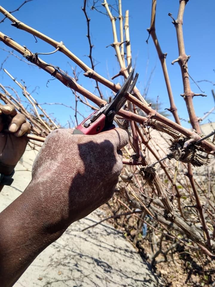 Pisco puro Quebranta Acuache