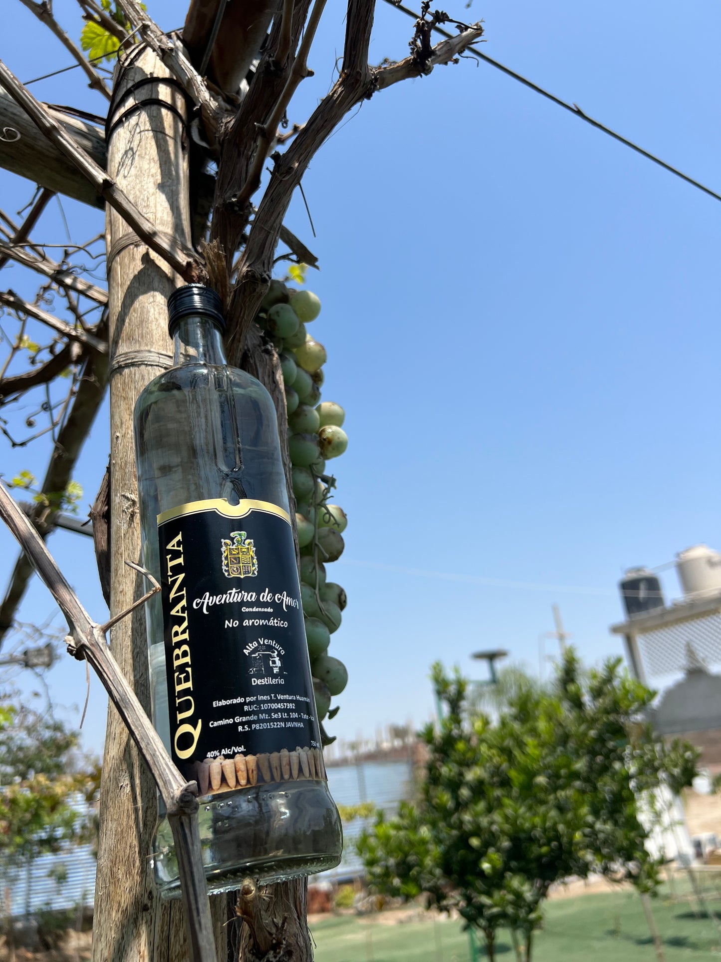 Pisco Quebranta ( Aventura de amor )