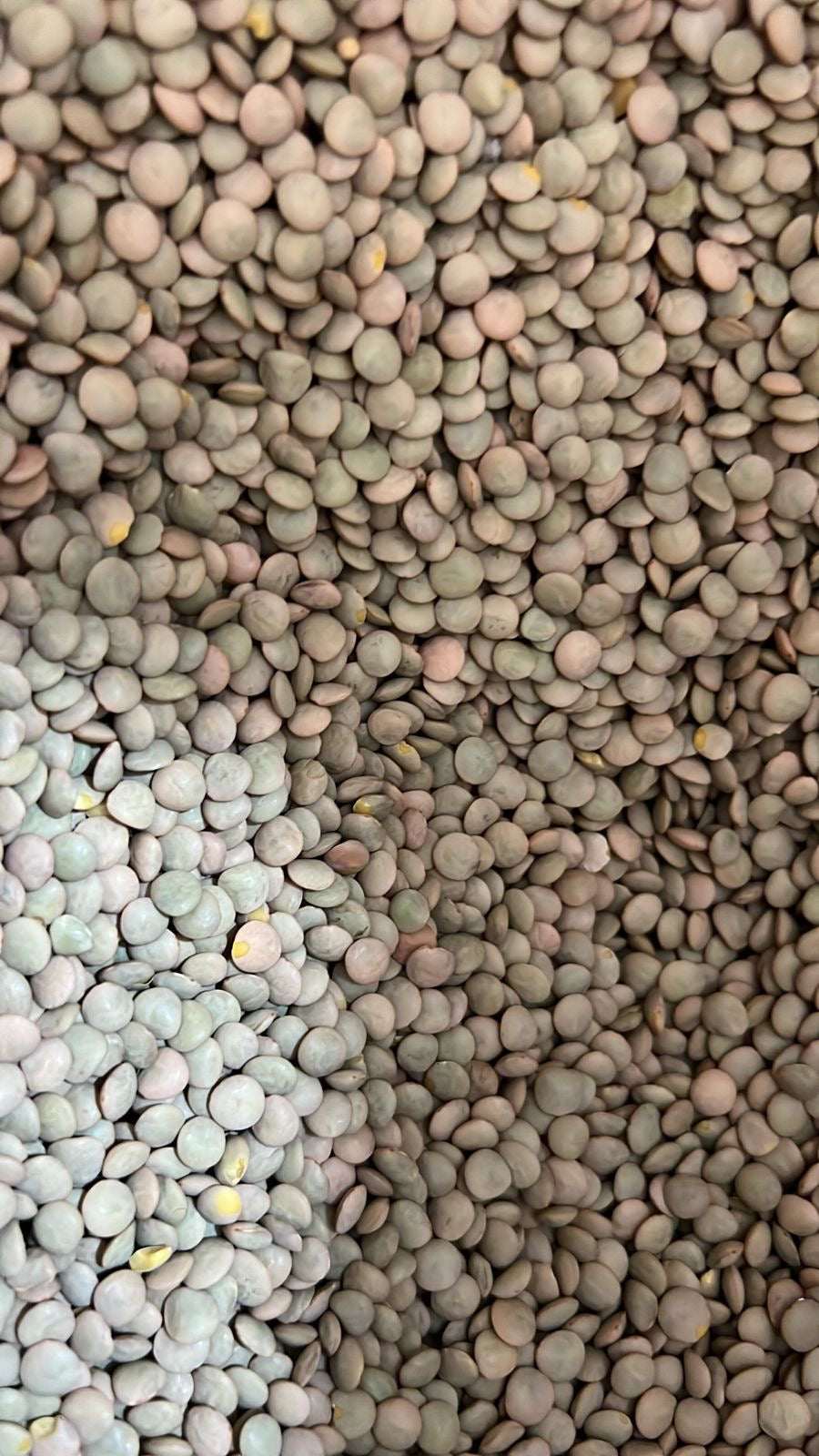 Lenteja richlea ( ICA 1 Kilo )