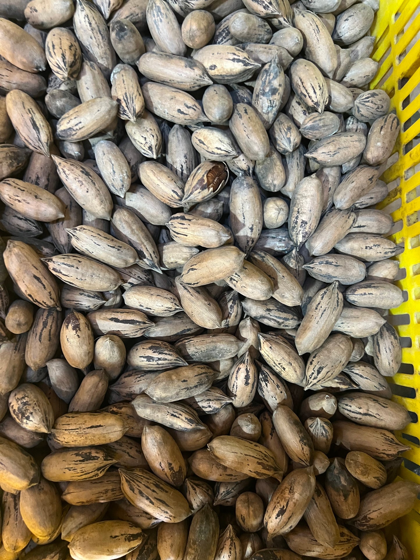 Pecana entera con cáscara seca
