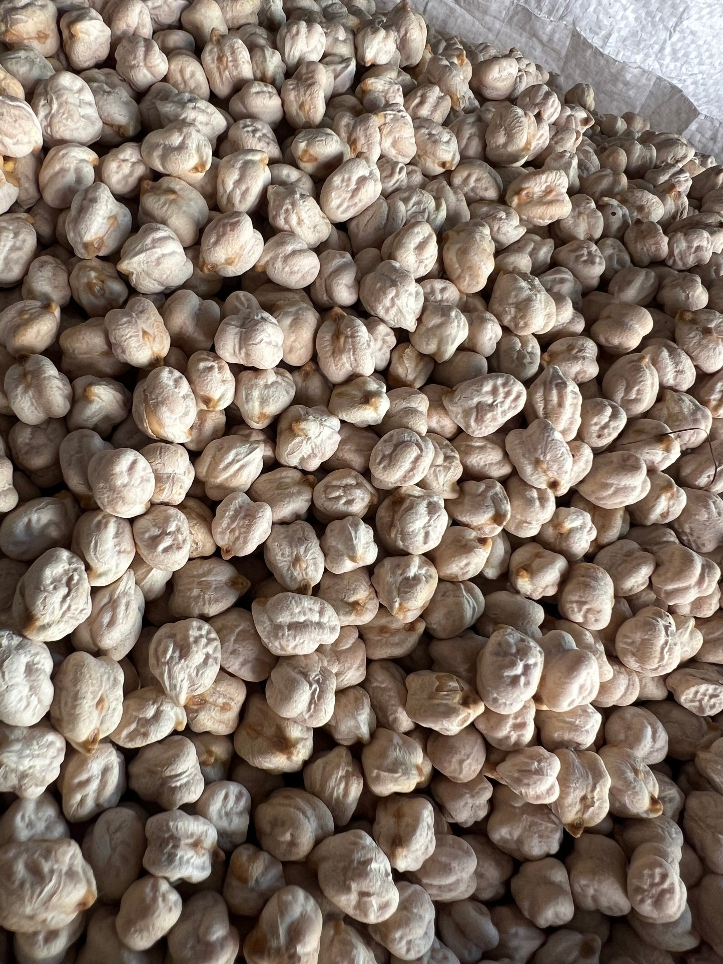 Garbanzo blanco de ICA