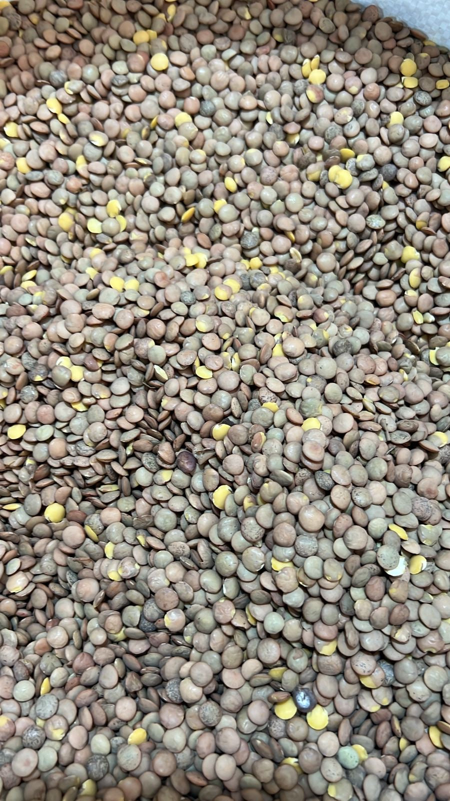 Lenteja Americana ( ICA - 1 kilo)