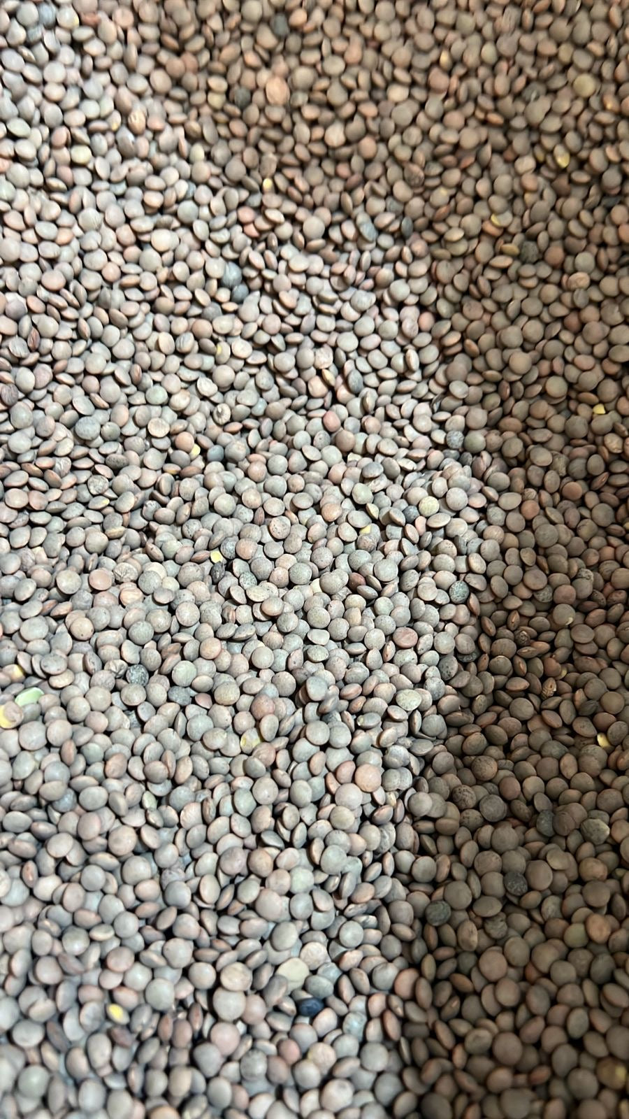 Lenteja pardina ( ICA 1 kilo)