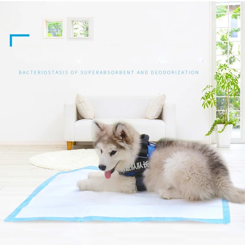 Pañales desechables para perros