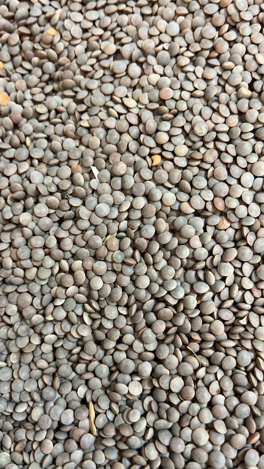 Lenteja Bebé Crimson ( ICA  1 kilo )