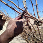 Pisco puro Quebranta Acuache