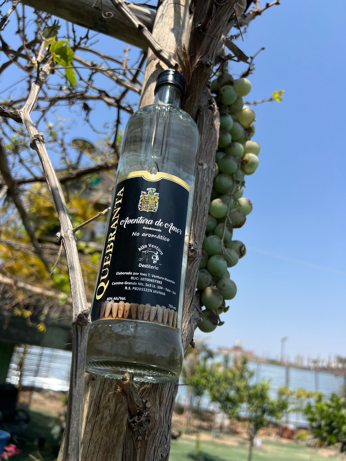 Pisco Quebranta ( Aventura de amor )