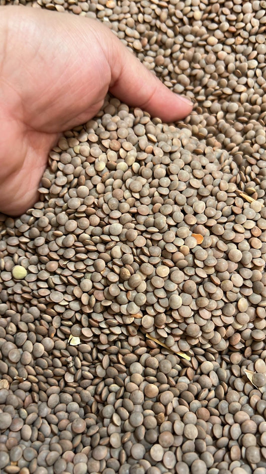 Lenteja Bebé Crimson ( ICA  1 kilo )