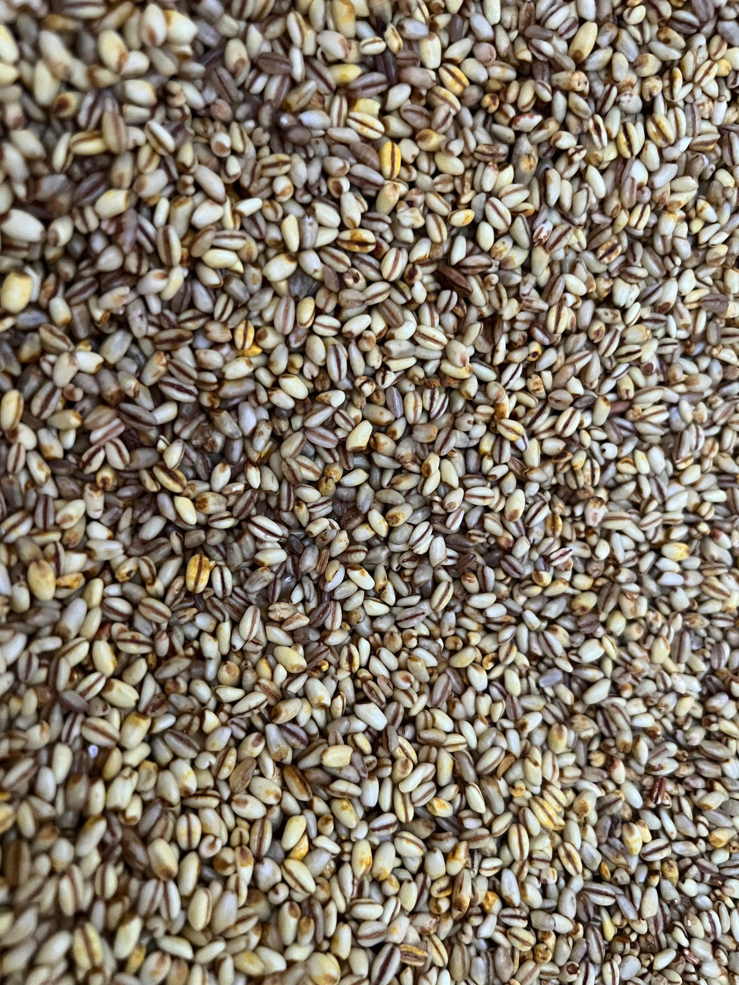 Trigo Amarillo de ICA ( kilo )