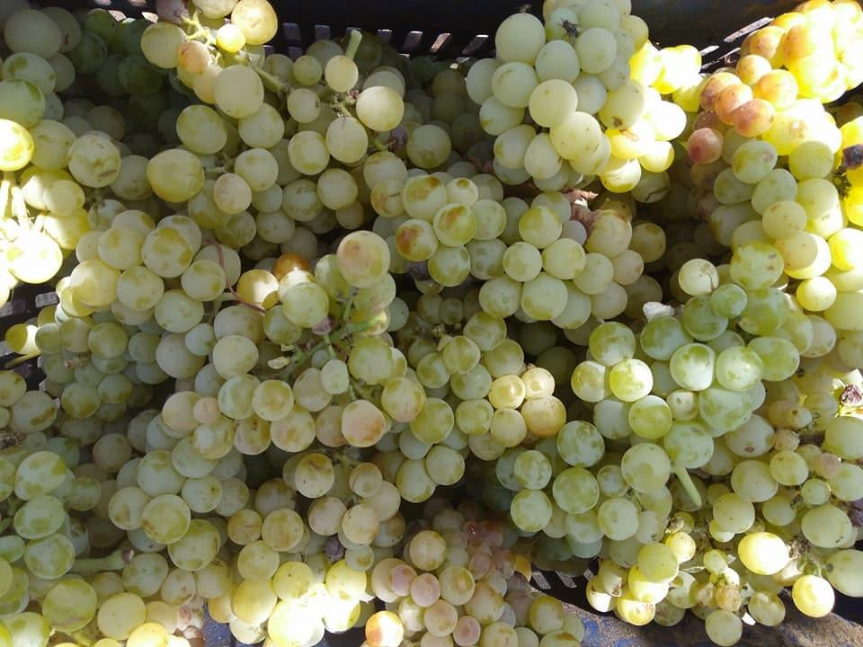 Pisco Torontel Acuache