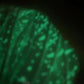 Pasadores luminosos (fluorescentes)