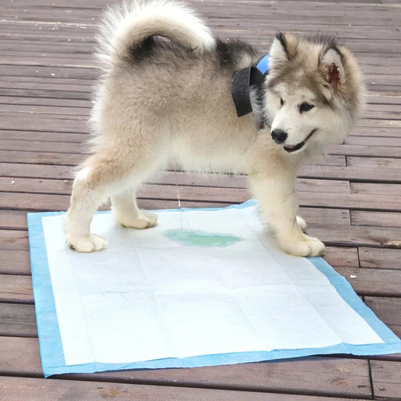 Pañales desechables para perros