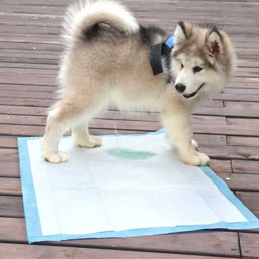Pañales desechables para perros